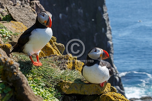 Puffin the birds from the arctic. Puffin the birds from the arctic.