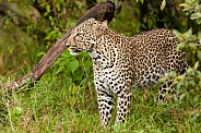 Leopard in bushes