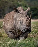 Southern White Rhinoceros