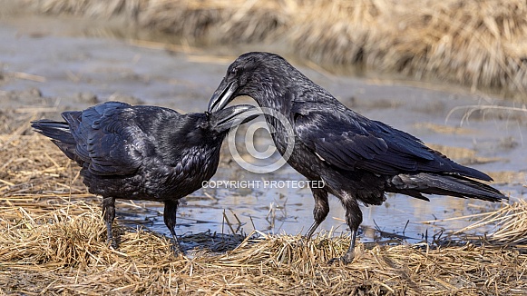 Common Raven Exhibiting  Nurturing Behavior