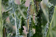 Caterpillars of the Cabbage White Butterfly