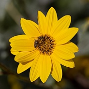 Bee On Sunchoke Flower