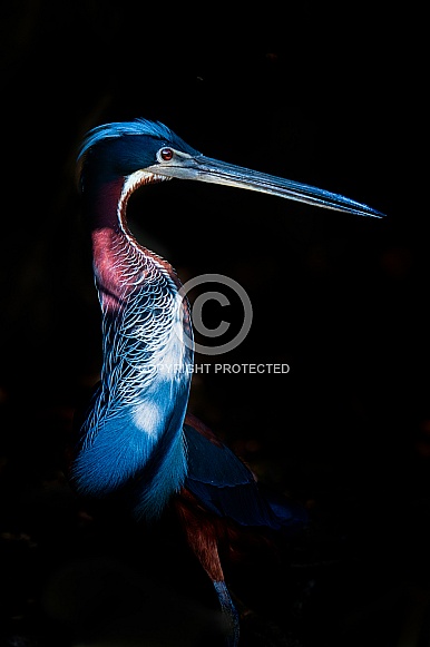 Agami Heron Agami Heron