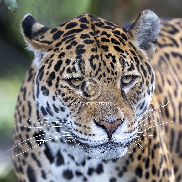 Jaguar (Panthera Onca) Jaguar (Panthera Onca)