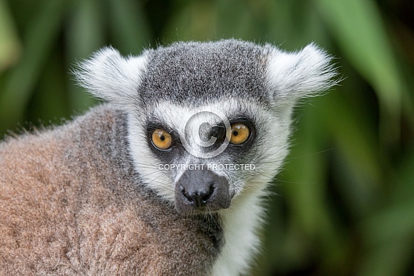 Ring-tailed lemur