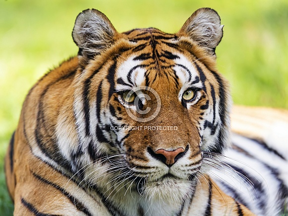 Tiger closeup Tiger closeup