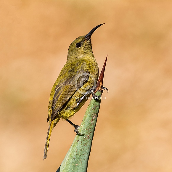 Female Sunbird
