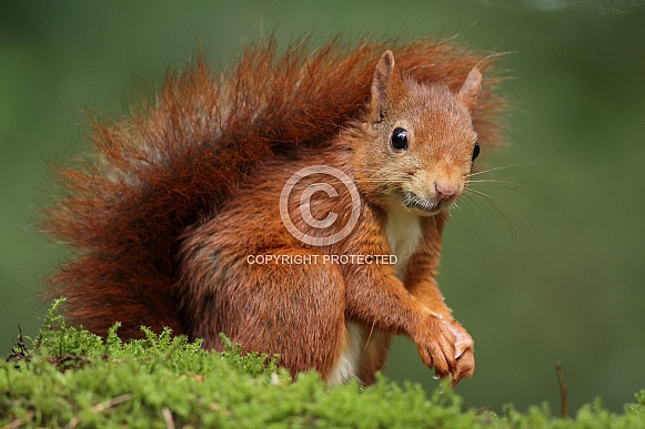 Red Squirrel