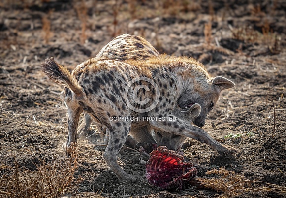 Spotted Hyenas fighting over a meal