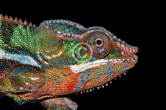 Chameleon Chameleon