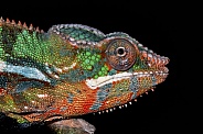 Chameleon