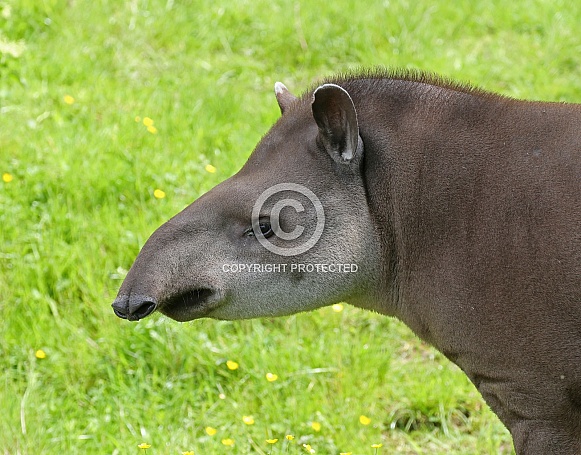 Malayan Tapir