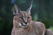 Caracal