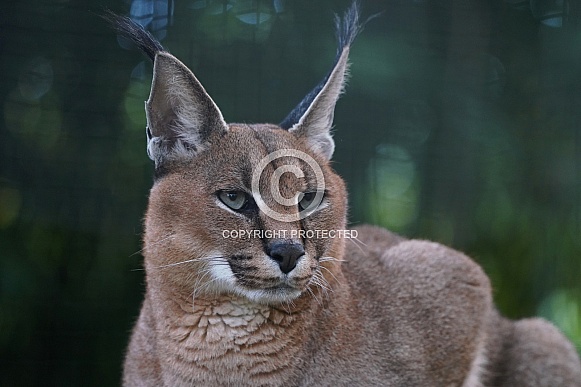 Caracal Caracal