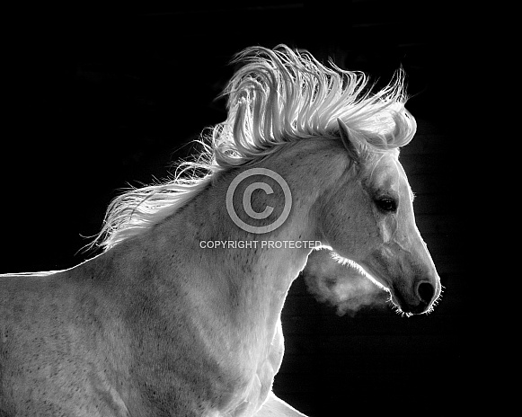 Arabian Horse--Backlit Arabian