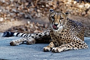 lying cheetah