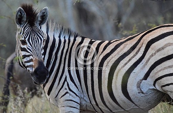 Zebra