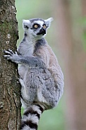 Ring-Tailed Lemur (Lemur Catta)
