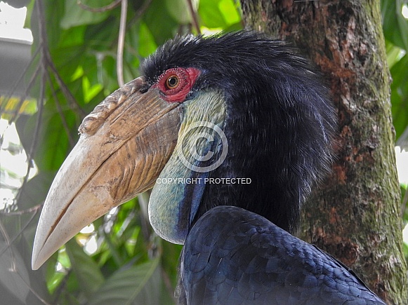 Wreathed Hornbill