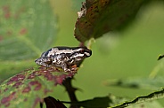 Bleating Tree Frog (wild).