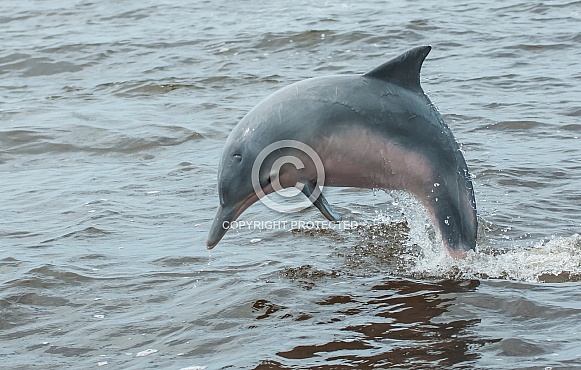 Guiana Dolphin (wild)