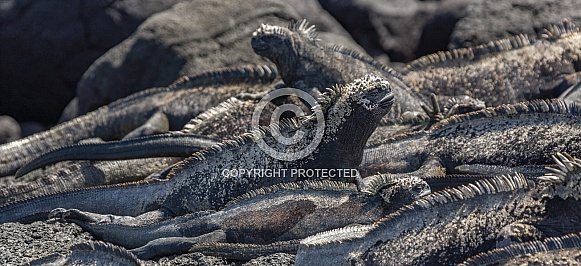 Galapagos Marine Iguana Galapagos Marine Iguana