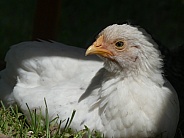 Young hen in grass