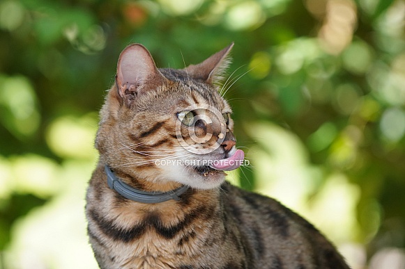 Bengal Cat Bengal Cat