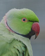 green ring necked parakeet