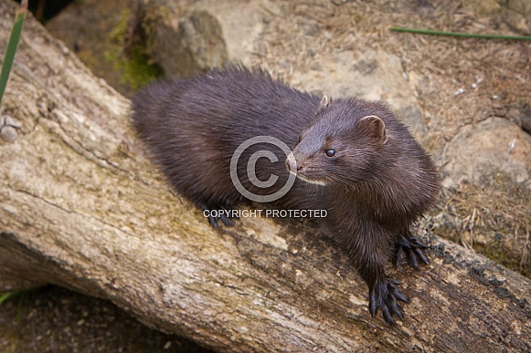Mink moving along fallen tree Mink moving along fallen tree