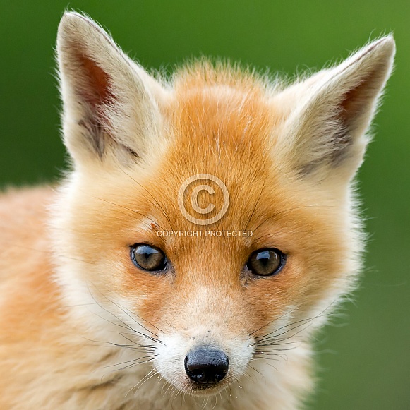 Red fox Portrait