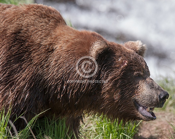 Wild Alaskan Brown Bear