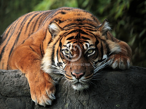 Sumatran tigress