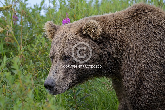 Brown Bear