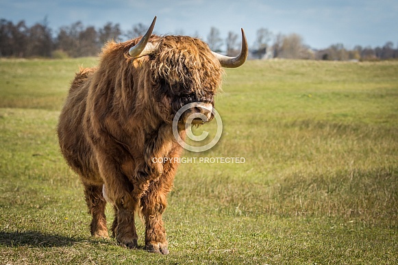 Highland cow