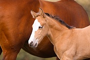 Quarterhorse Foal