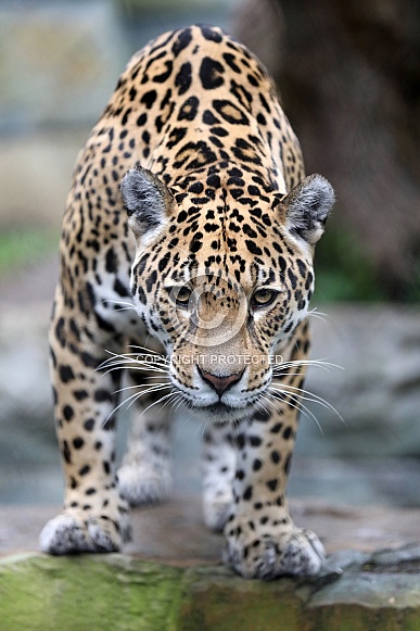 Jaguar (panthera onca) Jaguar (panthera onca)