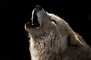 Arctic Wolf Howling Close up