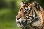 Sumatran Tiger Side Profile Close Up Face Shot