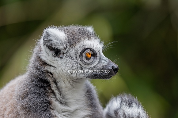 Ring-tailed Lemur