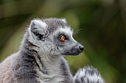 Ring-tailed Lemur