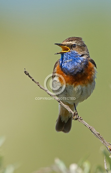 Bluethroat perched on a twig Bluethroat perched on a twig