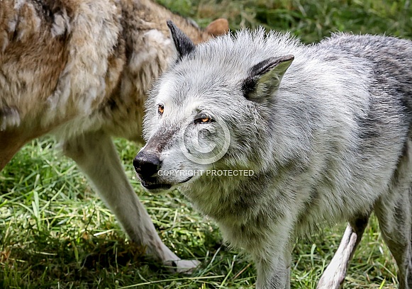 Tundra Grey Wolf Tundra Grey Wolf