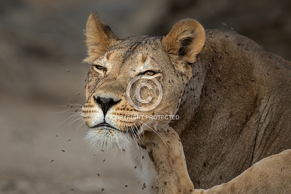 Lioness close up