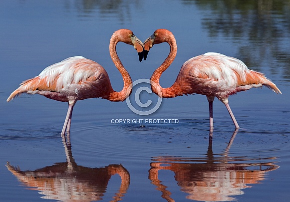 Greater Flamingo - Galapagos Islands - Ecuador