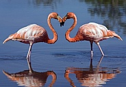 Greater Flamingo - Galapagos Islands - Ecuador