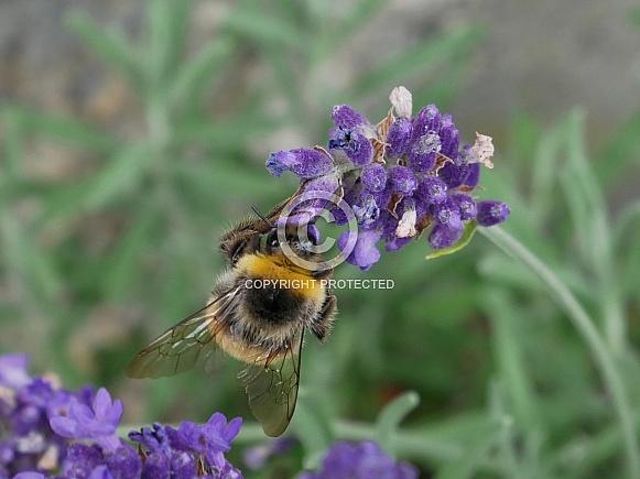 Bumblebee on lavender