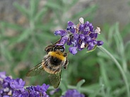 Bumblebee on lavender