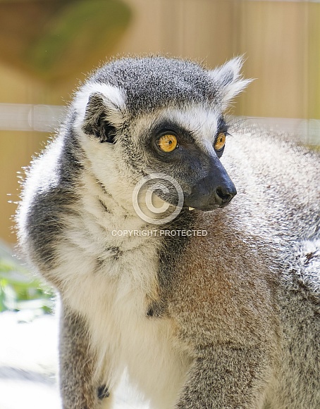 Lemur