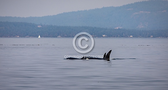 Family of marine mammal eating Biggs Killer whales.